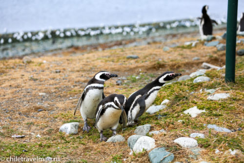 Групповой тру Патагония Чили Аргентина Chile Travel Mag39