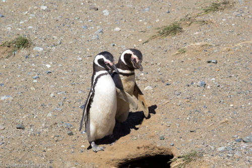 Пингвины на острове Магдалена
