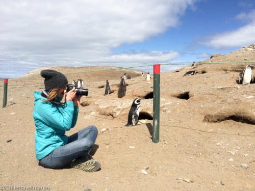 Пингвины на острове Магдалена
