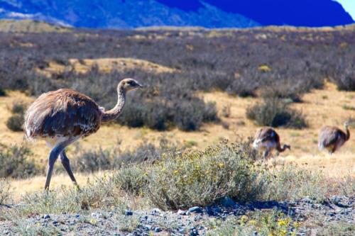 Торрес дель Пайне