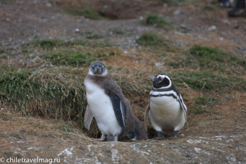 остров Магдалена, пингвины в Патагонии, Чили12
