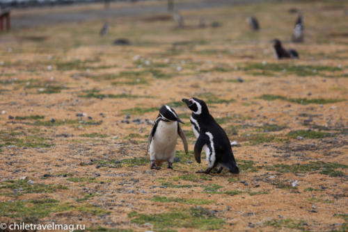 остров Магдалена, пингвины в Патагонии, Чили26