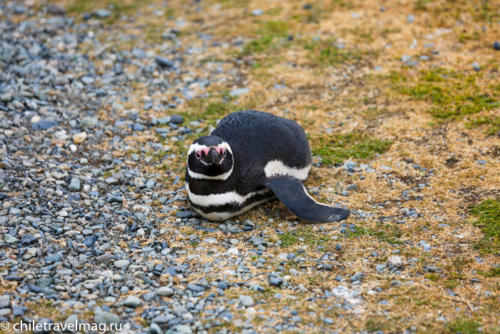 остров Магдалена, пингвины в Патагонии, Чили5